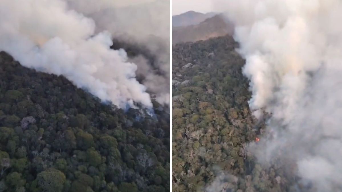 Capturas de tela mostram área de mata fechada atingida pelo fogo