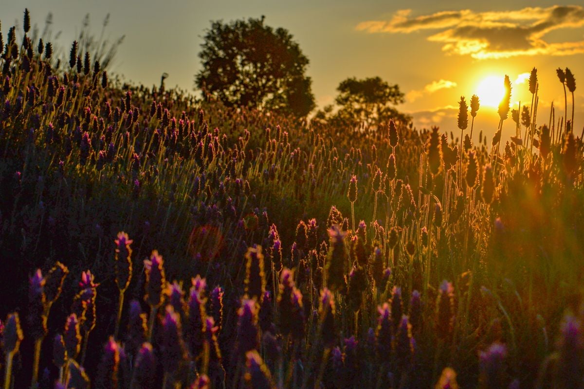 Lavandário permite experiências sensoriais para o turista que quer conhecer plantação de lavanda e produção de café especial