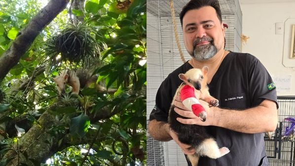 Conheça a história de Tatá, que ficou órfão ainda filhote e vive no Parque Estadual Paulo César Vinha, em Guarapari