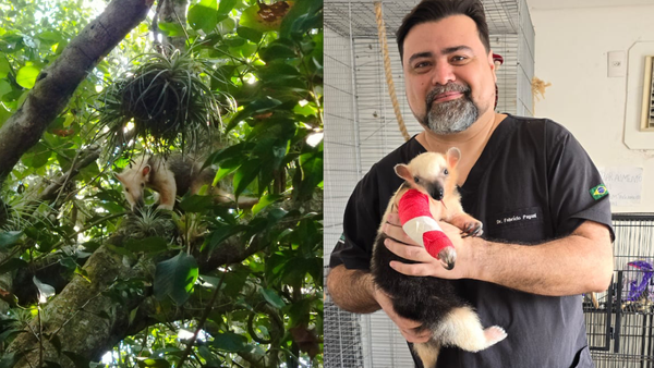 Tamanduá-mirim que vive no Parque Paulo César Vinha