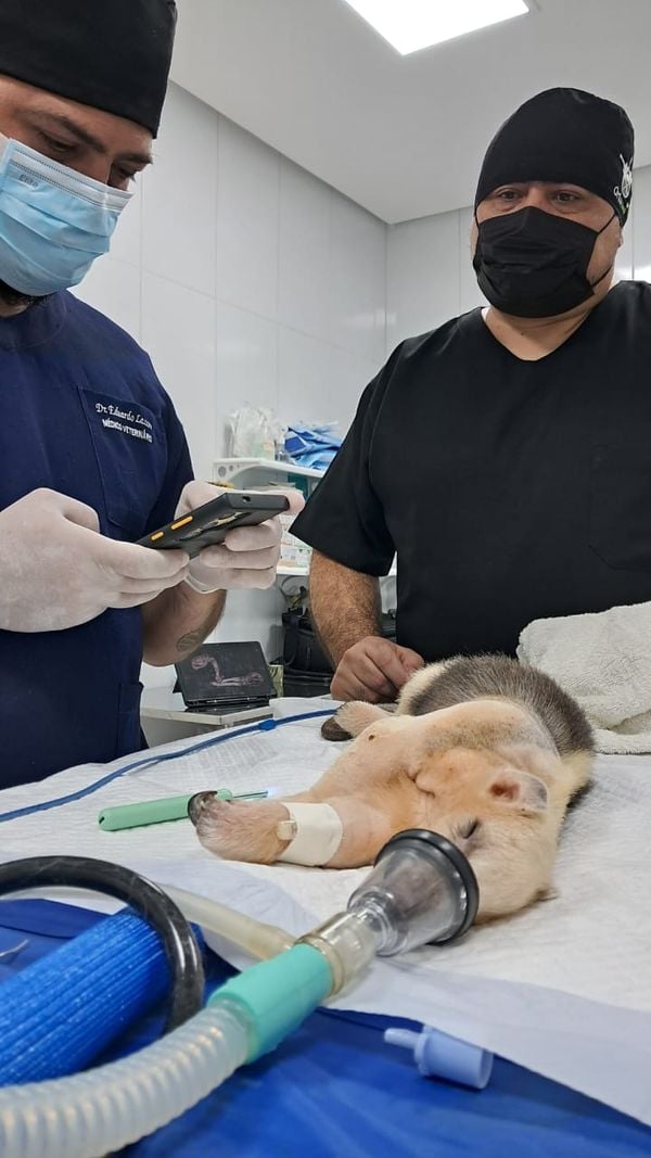 Tatá, o tamanduá-mirim que desafiou a medicina veterinária no Espírito Santo