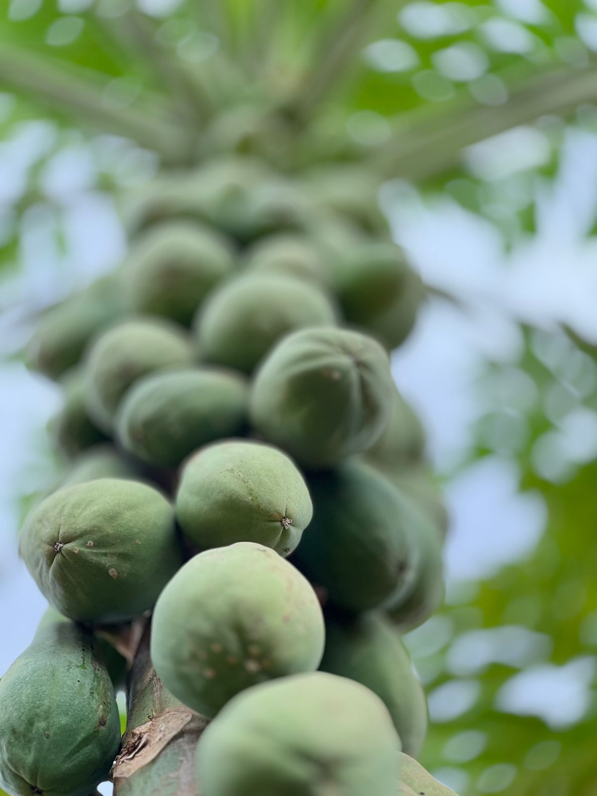 Além da pimenta, da macadâmia e do café, fazenda também produz mamão