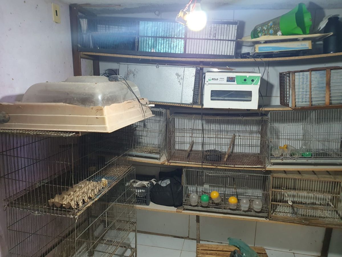 Aves são apreendidas em operação contra comércio ilegal de animais silvestres, nesta quinta-feira (26)