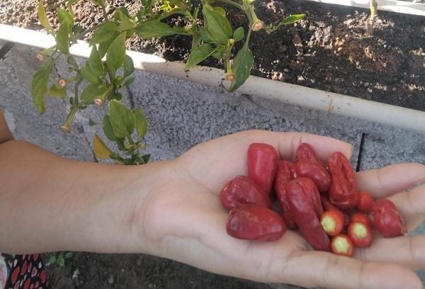 undefined por Divulgação: Faculdade Novo Milênio