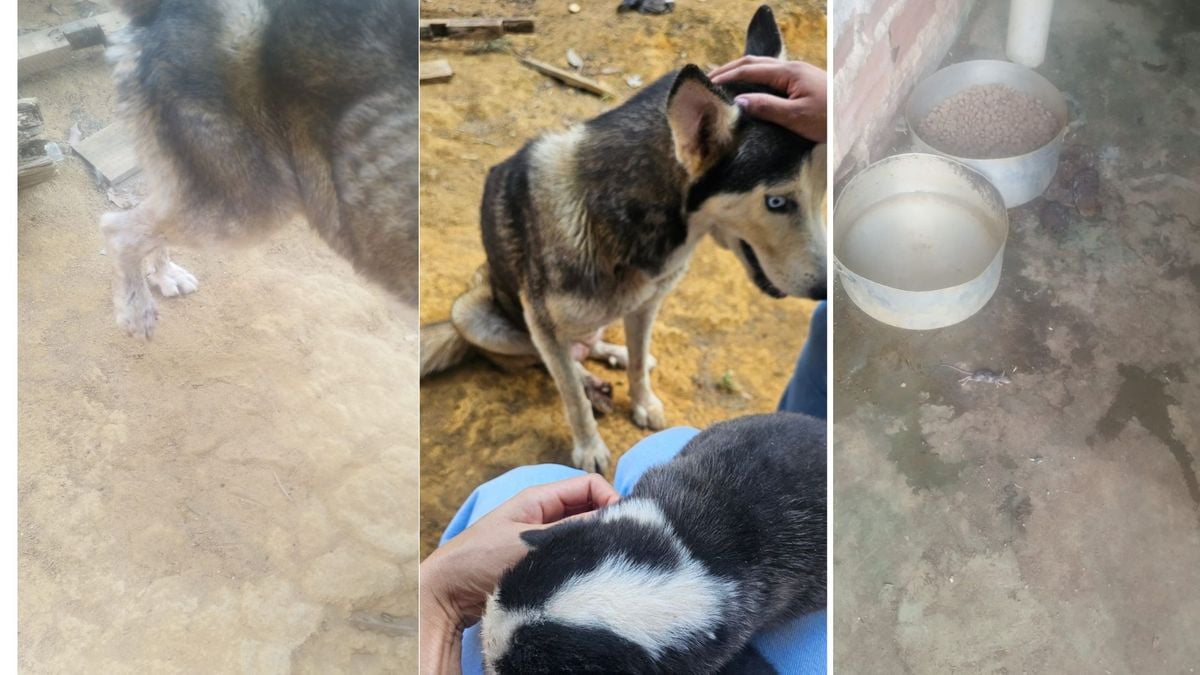 Cães são resgatados após denúncia de maus-tratos em Colatina