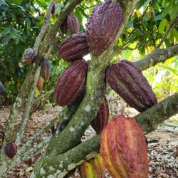 Por terem registro de indicação geográfica (IG), dois alimentos do Espírito Santo contam com proteção contra imitações