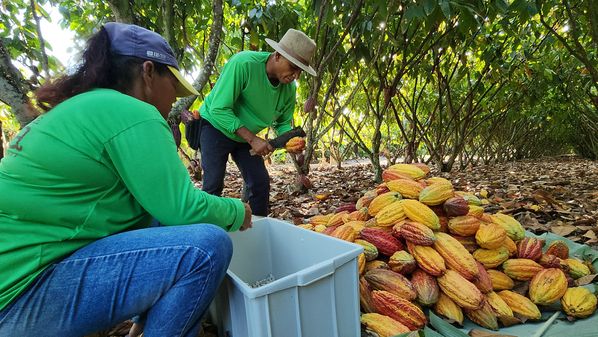 A Gazeta visitou uma fazenda de cacau em Linhares para conhecer o cultivo do fruto e uma fábrica de chocolate em Vila Velha