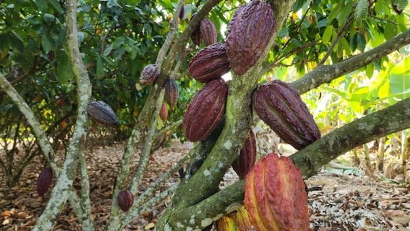 Por terem registro de indicação geográfica (IG), dois alimentos do Espírito Santo contam com proteção contra imitações