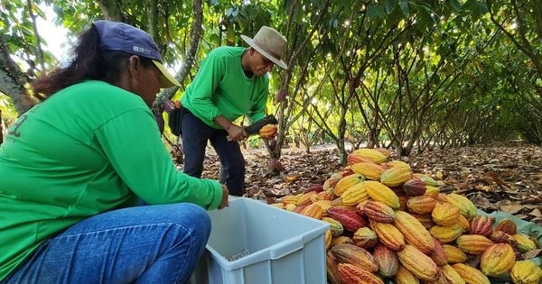 Número de fazendas que fazem parte de programa de práticas sustentáveis no cultivo do fruto aumenta, mas estiagem deve impactar a colheita