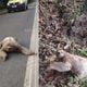 Imagem - Mais um! Bicho-preguiça recebe ajuda na BR 101 em São Mateus