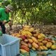 Imagem - Da plantação ao chocolate: entenda como é a produção de cacau no ES