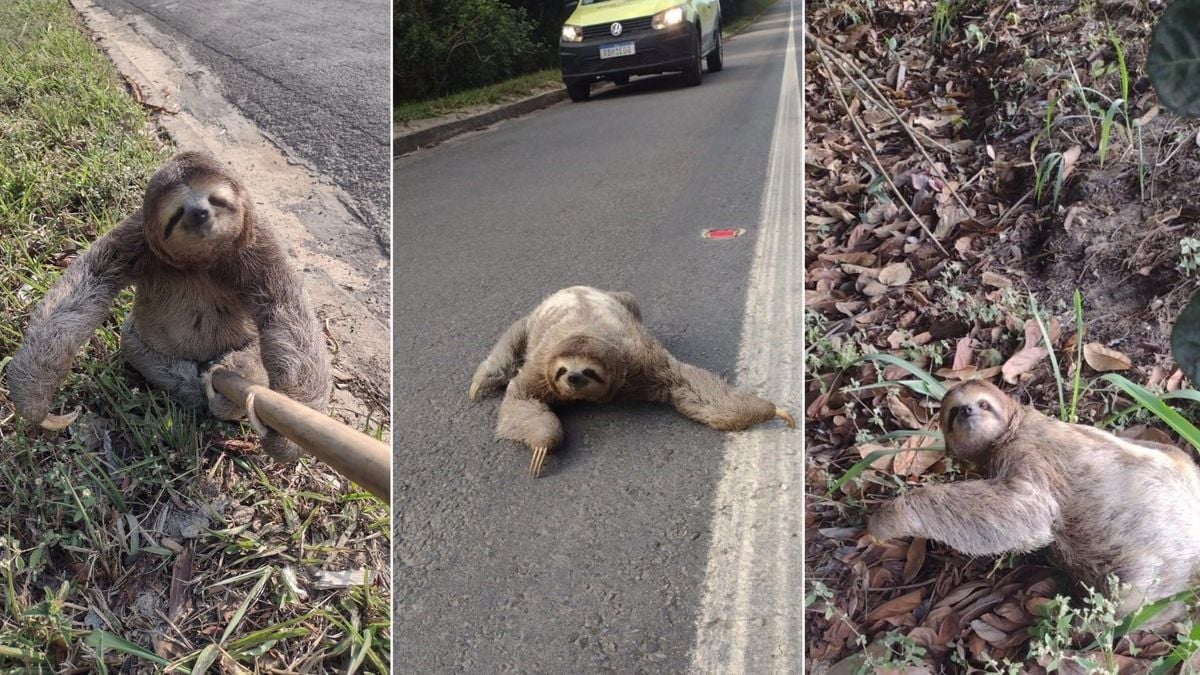 O bicho-preguiça tentava atravessar a BR 101 em São Meteus