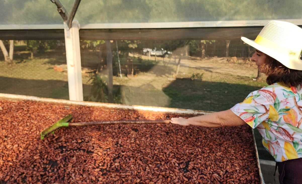 Produção de cacau na Fazenda Nina, em Linhares por Leticia Orlandi