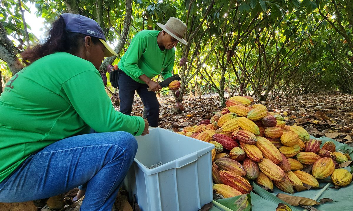 Produção de cacau na Fazenda Nina, em Linhares