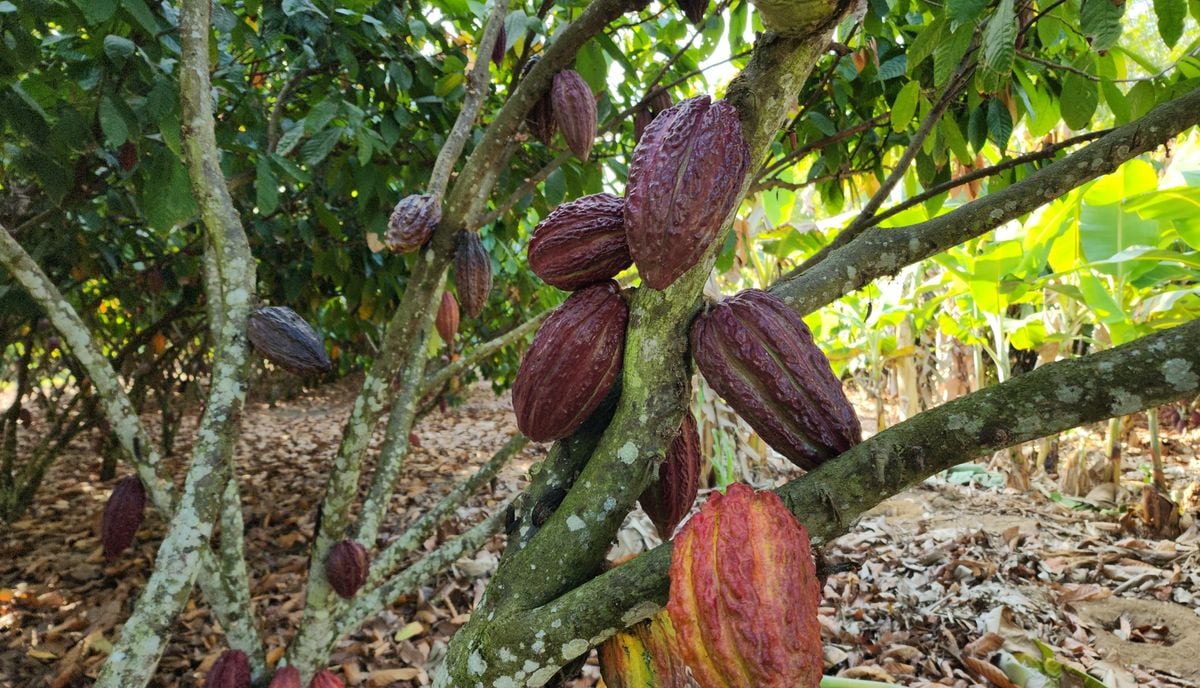 Produção de cacau na Fazenda Nina, em Linhares