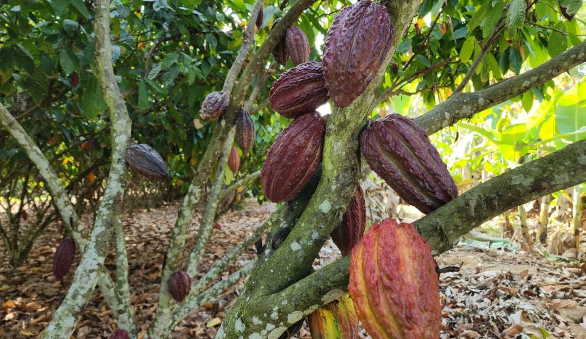 Produção de cacau na Fazenda Nina, em Linhares por Leticia Orlandi