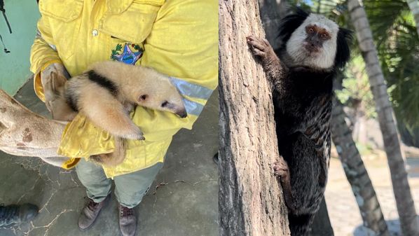 Os animais que mais são afetados durante situações de incêndio em seus habitats são aqueles de menor mobilidade