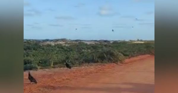 Cadáver foi localizado em área de vegetação às margens de estrada que liga o balneário a Meleiras, em Conceição da Barra, município vizinho no Litoral Norte capixaba