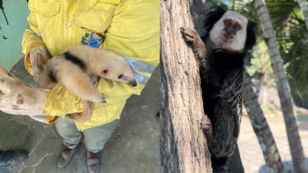 Queimadas no Espírito Santo: o impacto devastador na fauna silvestre