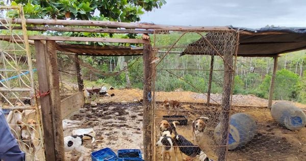 Animais da raça beagle americano foram encontrados na propriedade de um homem de 45 anos; ele foi autuado por crime de maus-tratos aos animais qualificado