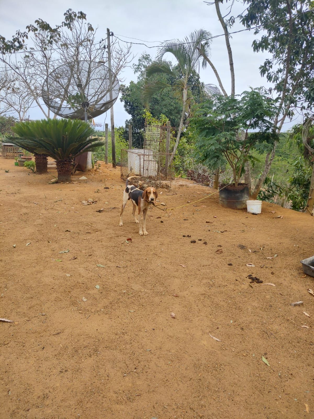 Quase 100 animais foram resgatados em situação de maus-tratos em Boa Esperança por PCES/Divulgação