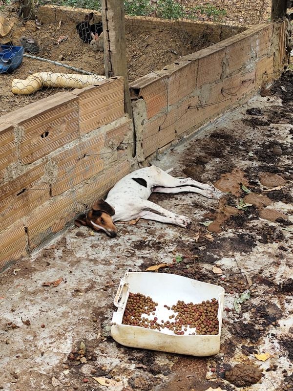 Quase 100 animais foram resgatados em situação de maus-tratos em Boa Esperança por PCES/Divulgação