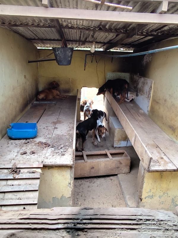 Quase 100 animais foram resgatados em situação de maus-tratos em Boa Esperança por PCES/Divulgação