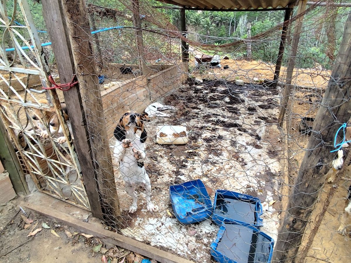 Quase 100 animais foram resgatados em situação de maus-tratos em Boa Esperança por PCES/Divulgação
