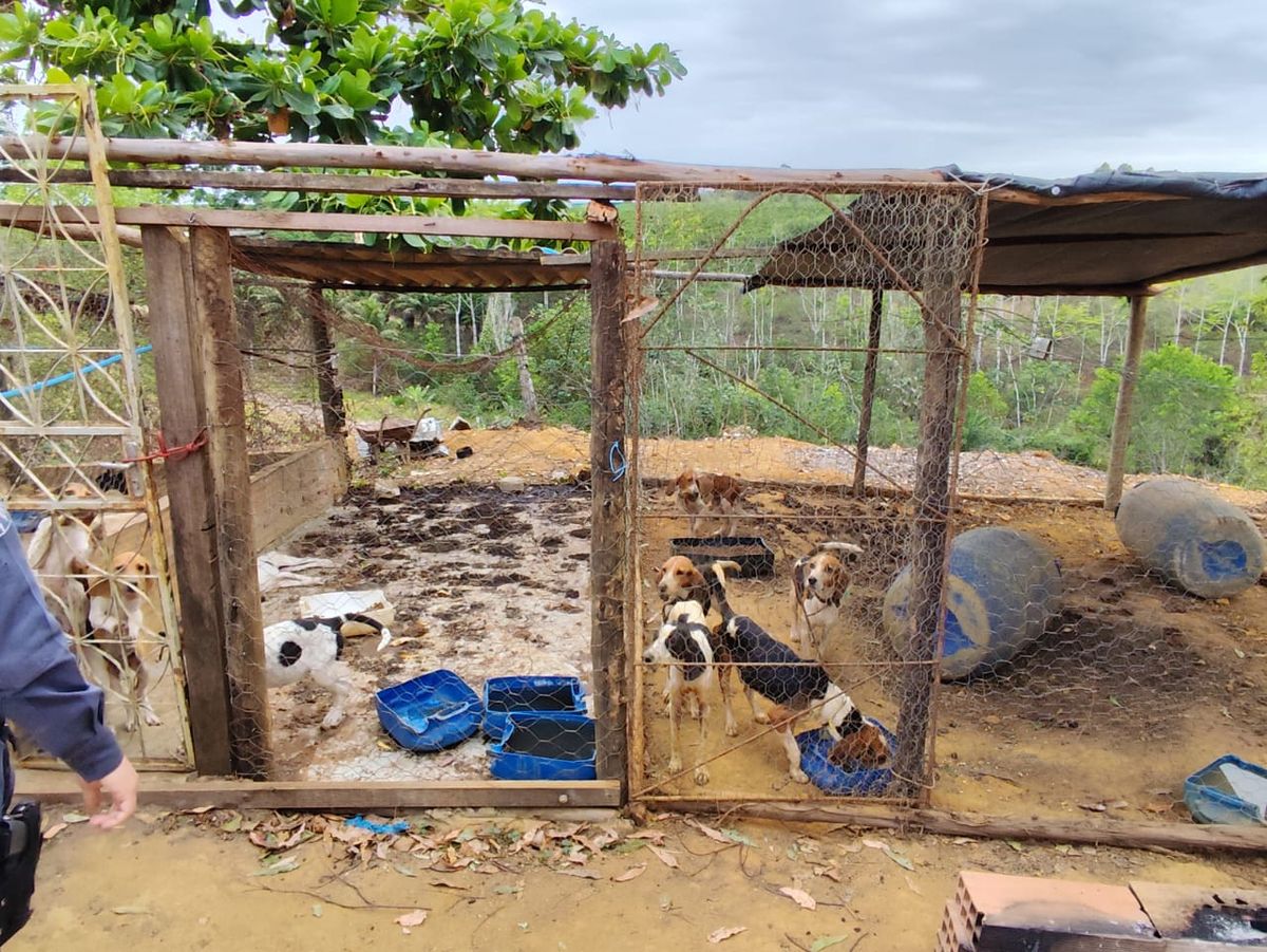 Quase 100 animais foram resgatados em situação de maus-tratos em Boa Esperança por PCES/Divulgação