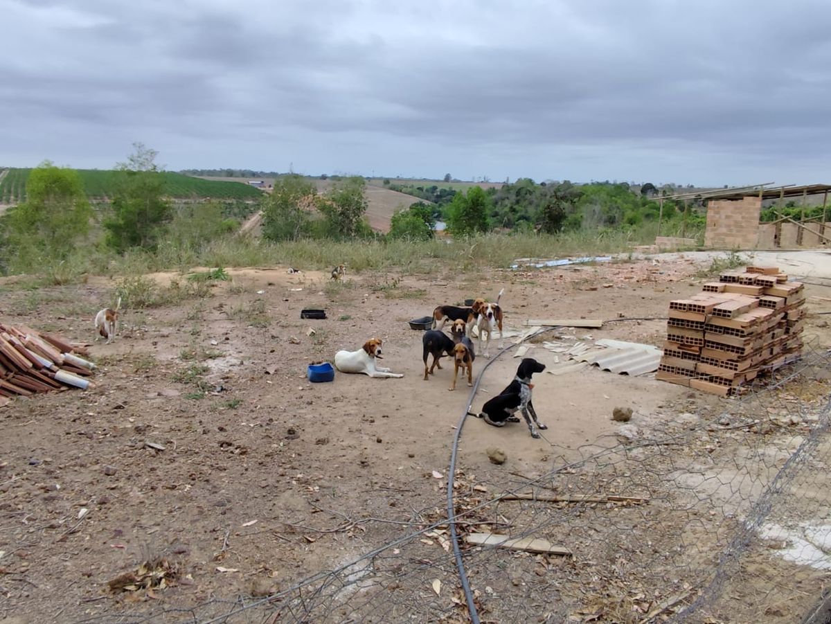 Quase 100 animais foram resgatados em situação de maus-tratos em Boa Esperança por PCES/Divulgação