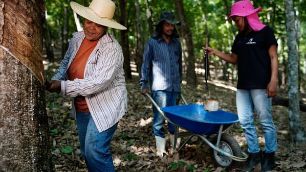 Produtores se unem para superar desafios do setor, como a falta de mão de obra especializada, e comprovar a sustentabilidade da matéria-prima