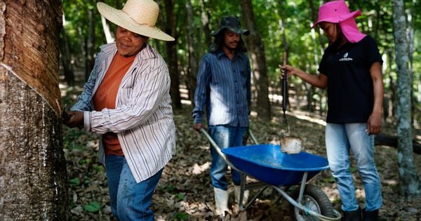 Por meio do cooperativismo, os produtores têm conseguido superar desafios do setor, como a falta de mão de obra especializada, e comprovar a sustentabilidade da matéria-prima