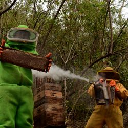 O manejo de colmeias nos cafezais cria uma relação de "ganha-ganha", onde a produção é potencializada com a polinização pelos insetos e ainda se obtém o mel
