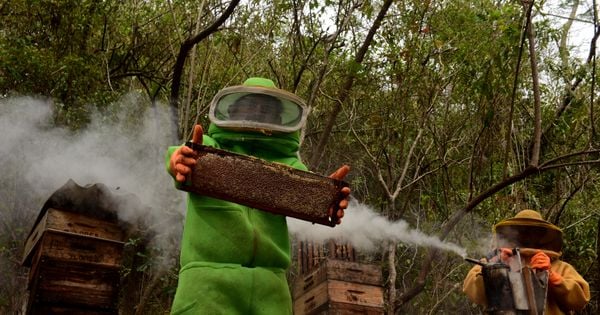 O manejo de colmeias nos cafezais cria uma relação de "ganha-ganha", onde a produção é potencializada com a polinização pelos insetos e ainda se obtém o mel