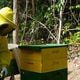 O mel ainda é uma renda extra aos cafeicultores, além de ser um produto muito valorizado no mercado