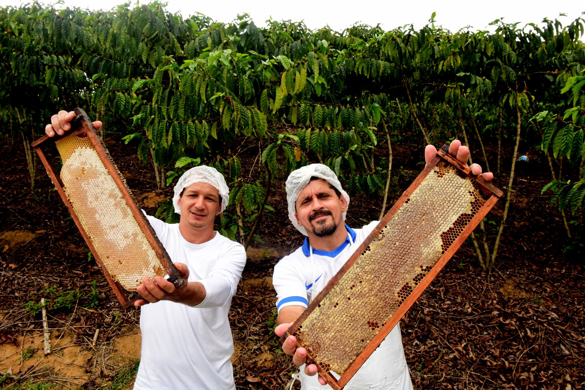 Marcos, à esquerda, recebe as orientações do amigo e também apicultor André para produzir mel em meio ao cafezal da família no interior de Fundão . Crédito: Ricardo Medeiros