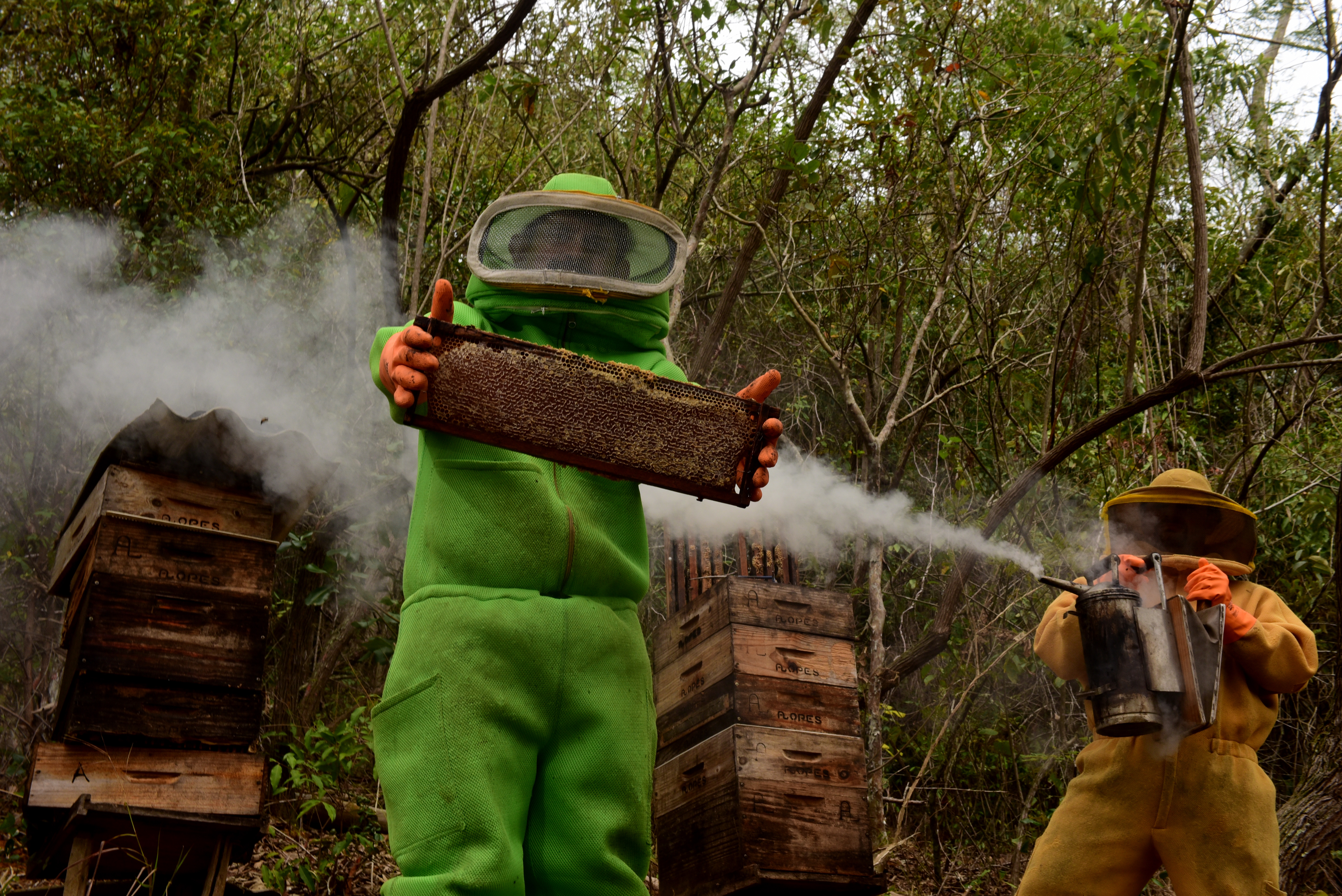 A criação de abelhas com e ferrão no entorno e dentro dos cafezais é uma alternativa sustentável de elevar a produção de café, e de quebra obter mel de qualidade 