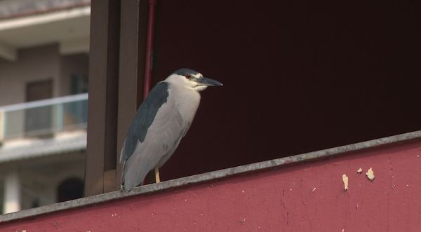 Casal morto em Cachoeiro: aves alimentadas por idosa vão a hotel após crime por Carlos Barros 