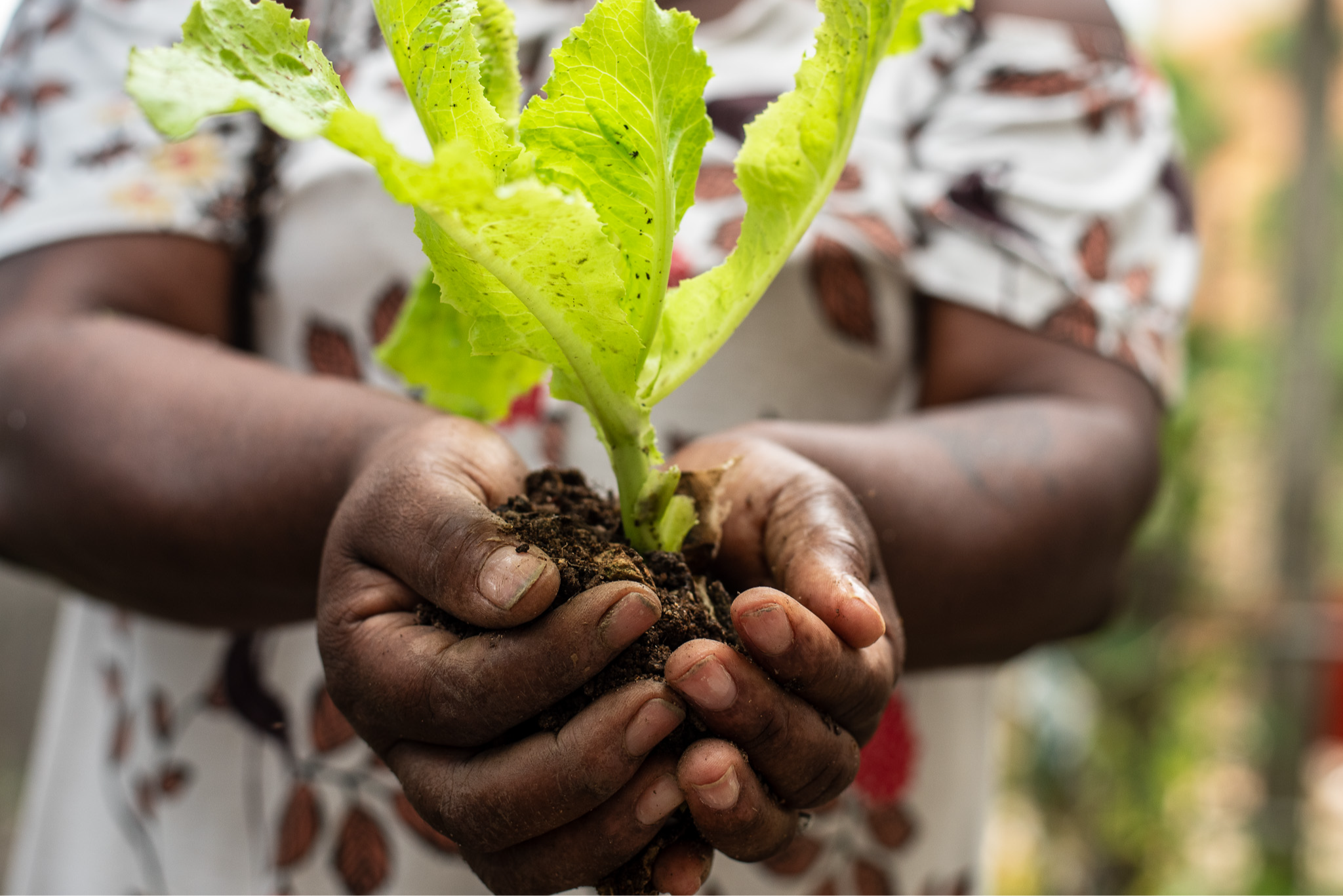 Hortaliças são cultivadas na Horta do Amanhã em Vitória