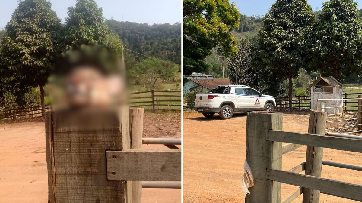 À esquerda, a imagem da cabeça de onça parda exposta  em cima de um tronco de madeira, e à direita, uma foto atribuída ao mesmo local feita pela prefeitura 