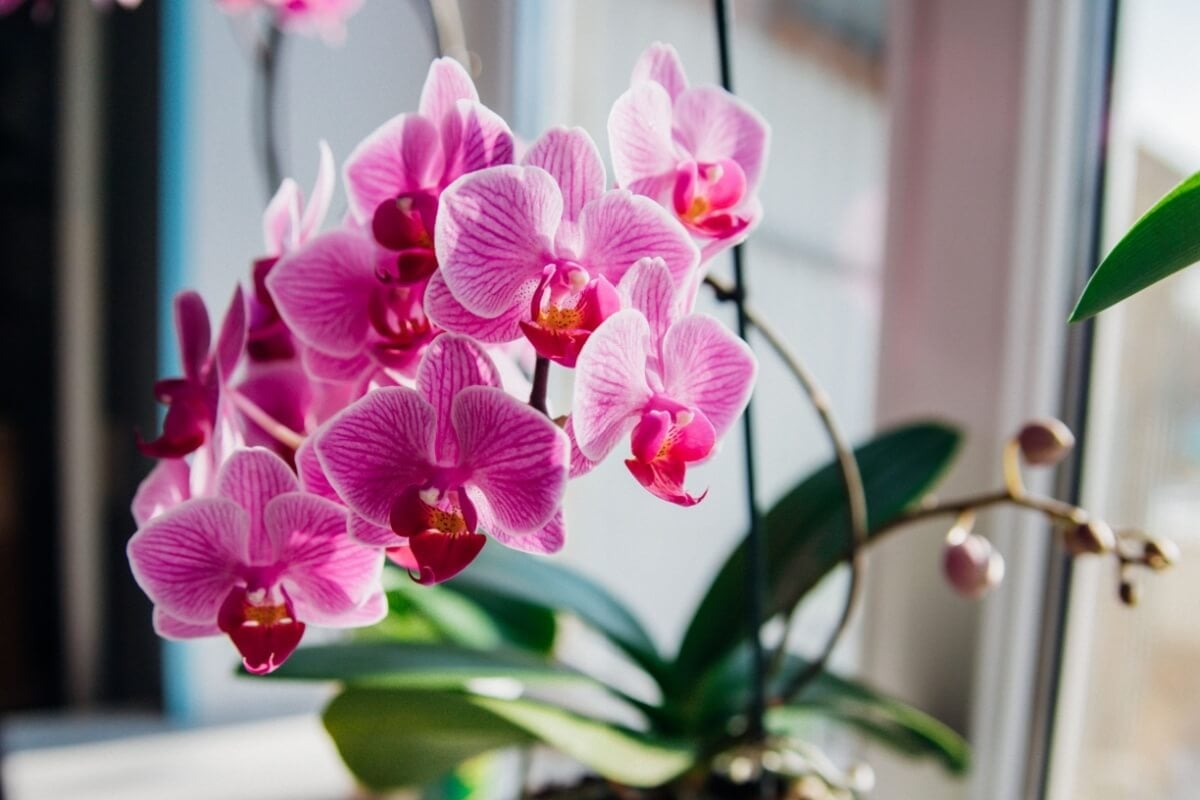 A orquídea phalaenopsis combina com todos os ambientes da casa (Imagem: Alie04 | Shutterstock) 