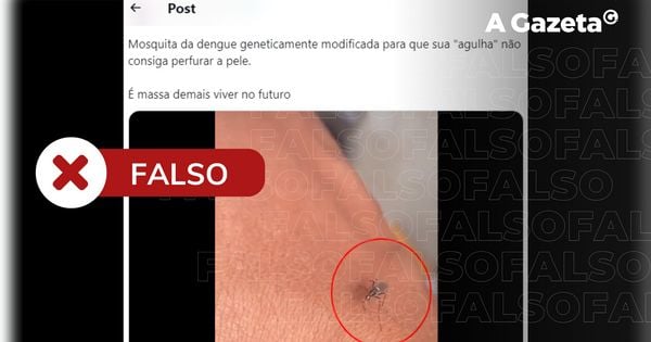 Especialistas ouvidos pelo Comprova afirmam que desconhecem a existência de estudos para amolecer a estrutura da probóscide, o aparelho perfurante do mosquito usado para sugar sangue de suas presas