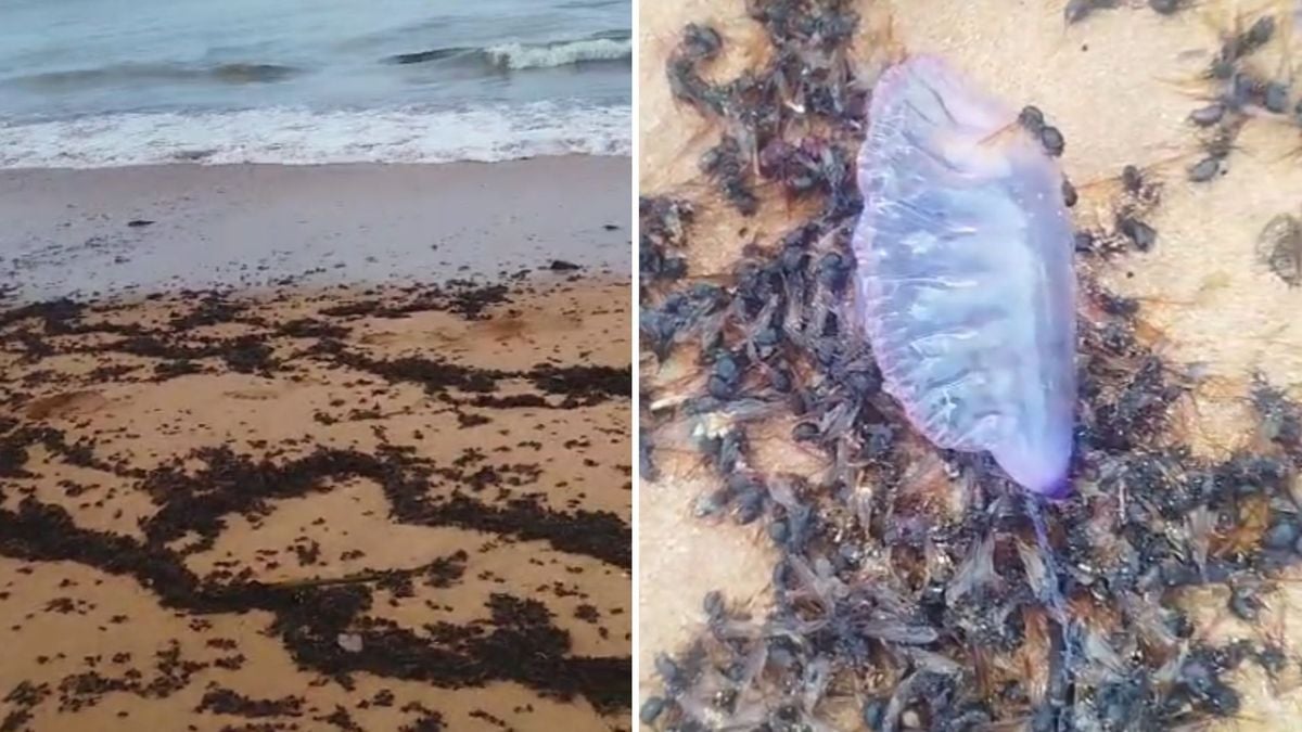 Tanajuras e caravelas foram encontradas mortas em praia de Aracruz