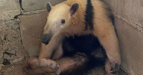 Segundo a dona do imóvel, foi necessário protegê-lo dos ataques do cão da casa. Quando ela ia ligar para o Ibama, o animal fugiu