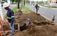 Obras no canteiro central da Avenida Américo Buaiz, Vitória(Ricardo Medeiros)