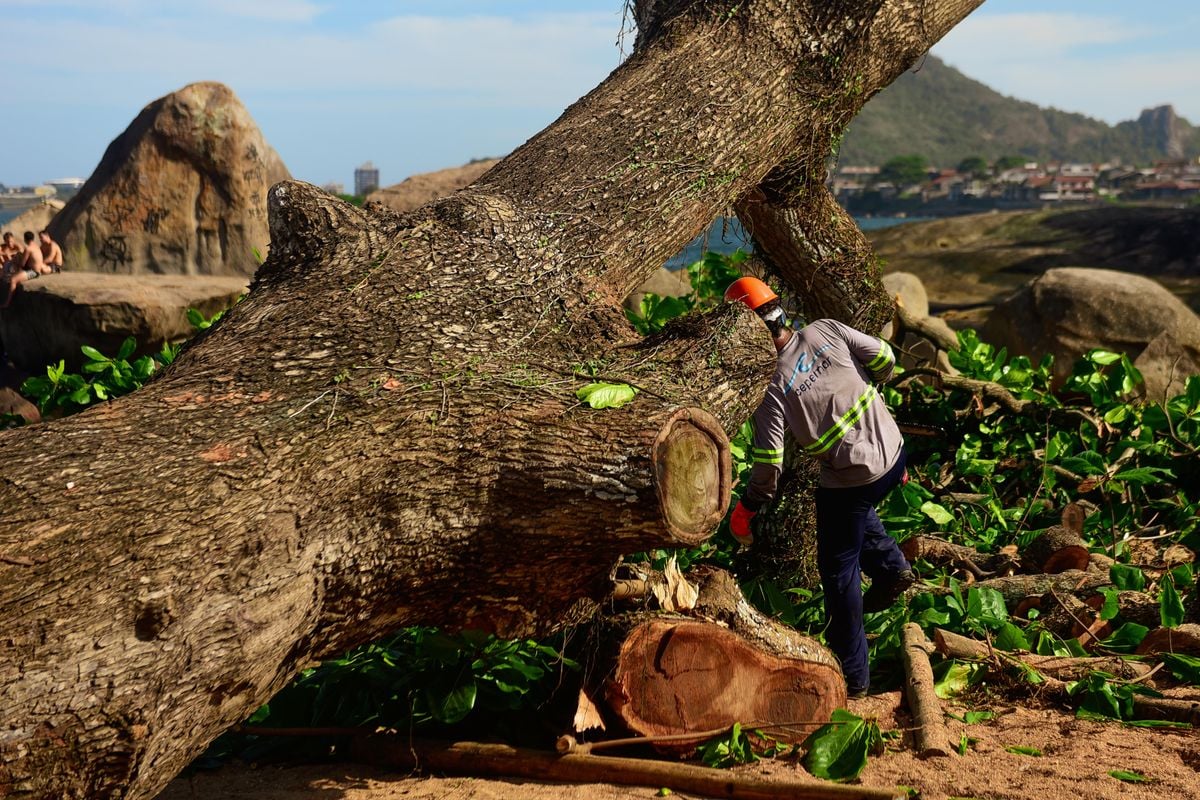 Corte da Castanheira em praia da Ilha do Frade por Vitor Jubini