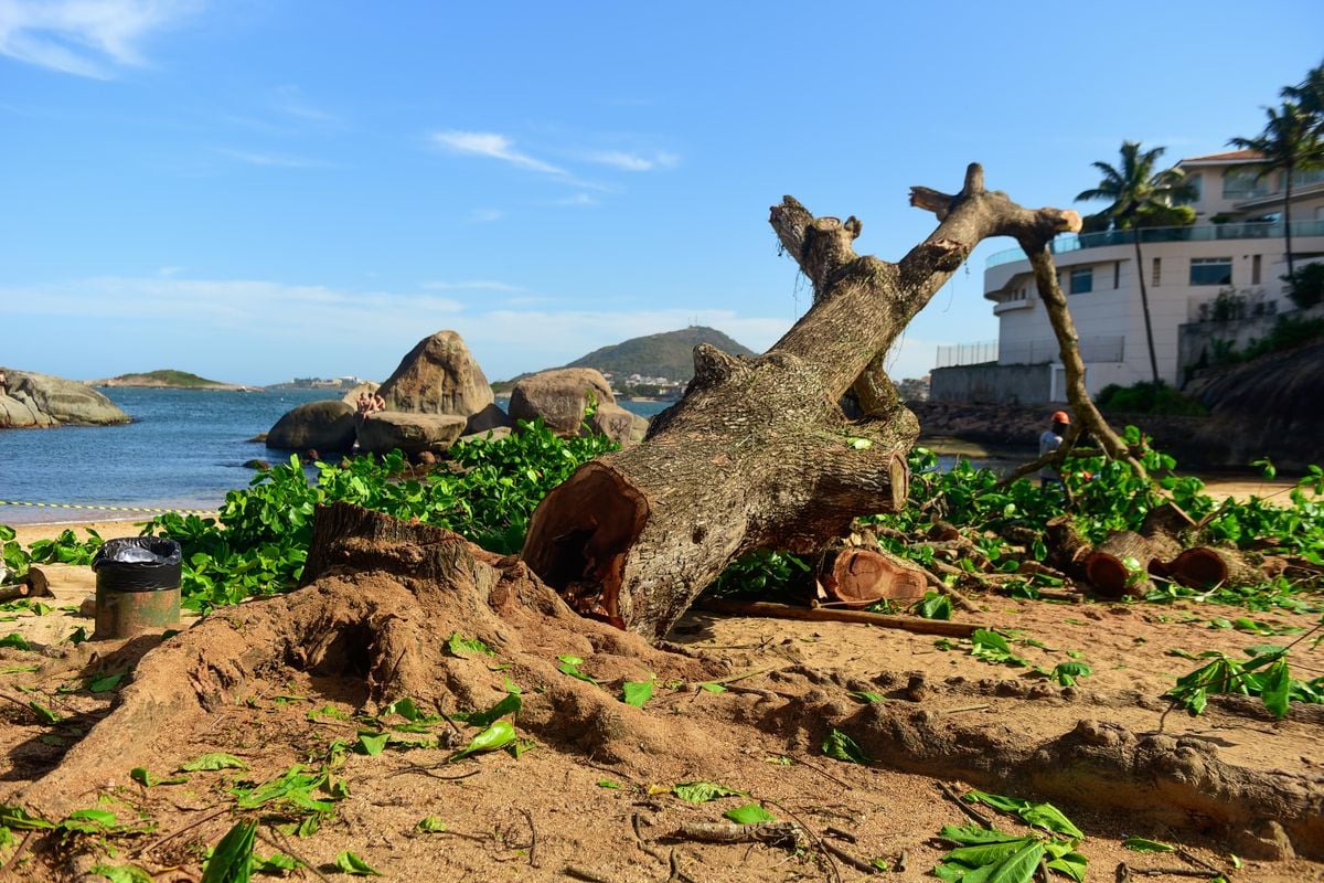 Corte da Castanheira em praia da Ilha do Frade por Vitor Jubini