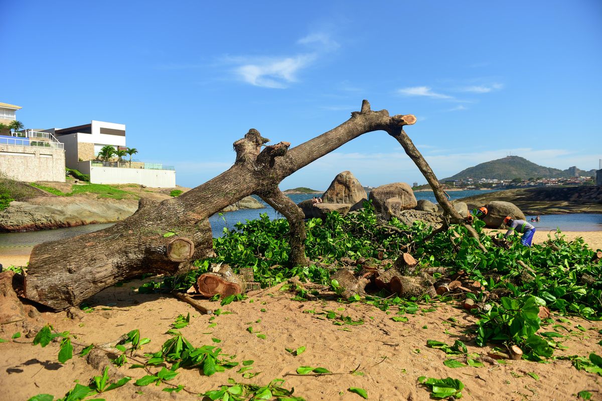 Corte da Castanheira em praia da Ilha do Frade por Vitor Jubini