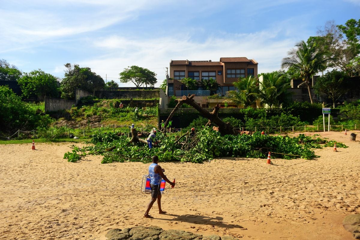 Corte da Castanheira em praia da Ilha do Frade por Vitor Jubini