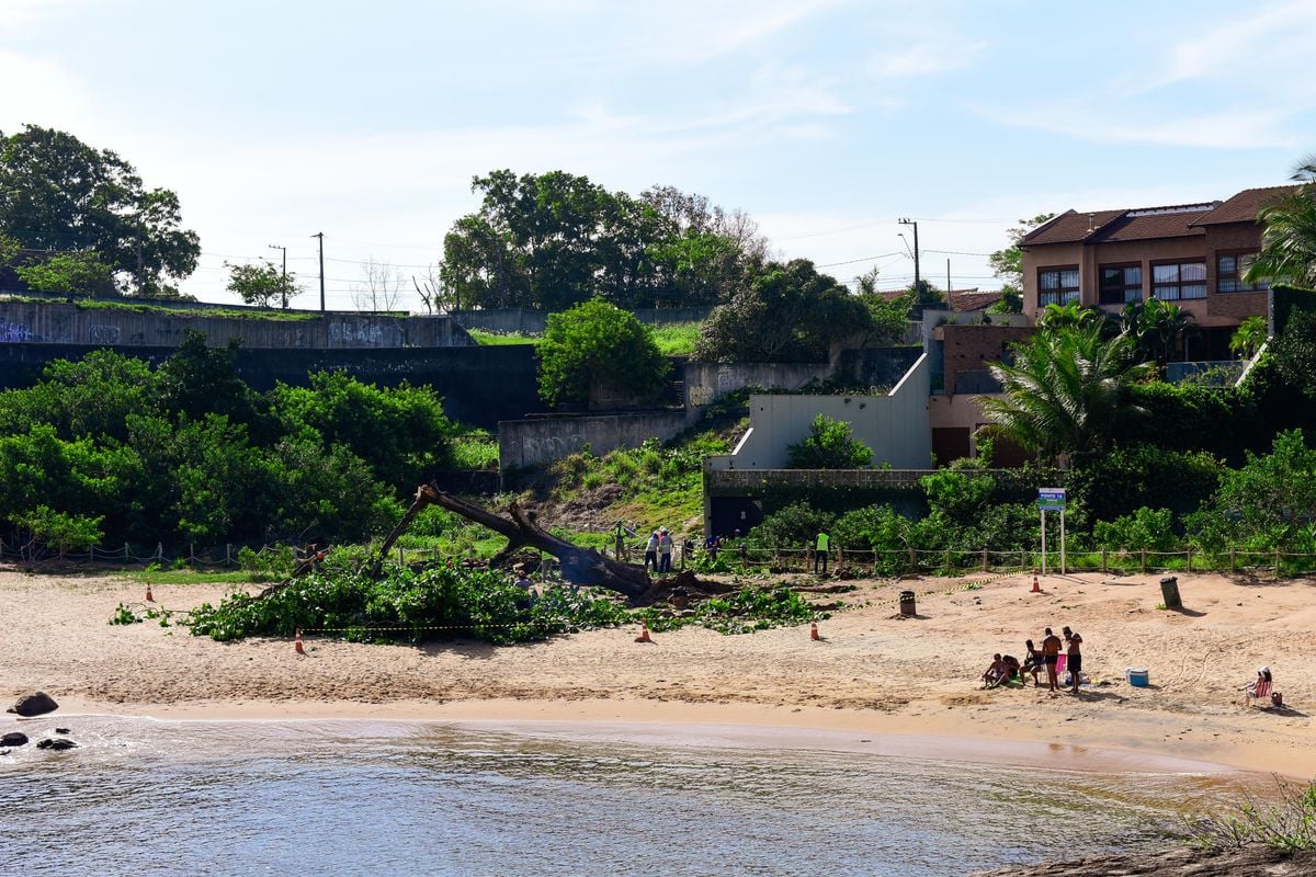 Corte da Castanheira em praia da Ilha do Frade por Vitor Jubini